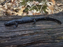 Ambystoma laterale