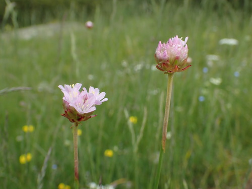 Image of Armeria arenaria by (c) Milan Chytrý, some rights reserved (CC BY)