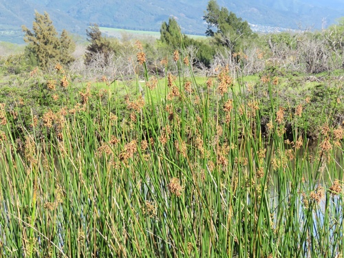 Schoenoplectus californicus observed 2019-03-22