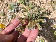 Phacelia coerulea