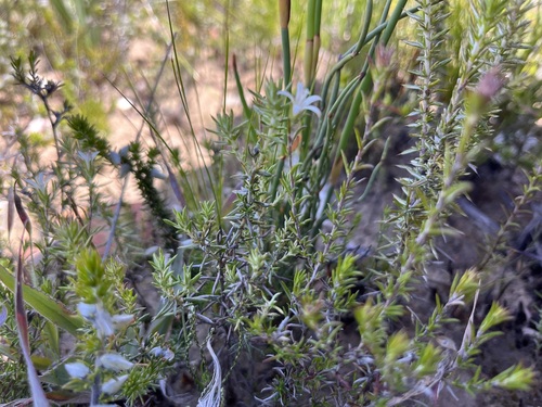 Image of Wahlenbergia cinerea by (c) Charleen Brunke, some rights reserved (CC BY)