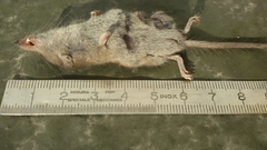 Crocidura suaveolens