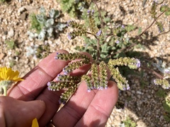Phacelia coerulea