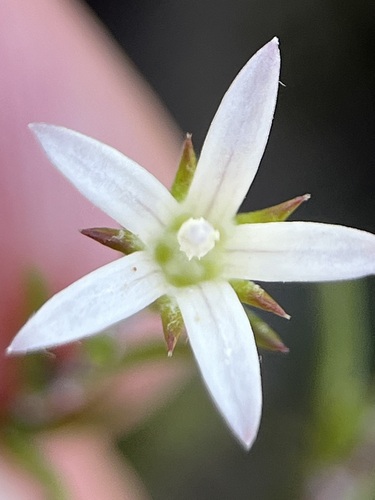 Image of Wahlenbergia cinerea by (c) Charleen Brunke, some rights reserved (CC BY)