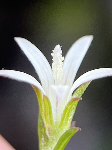 Image of Wahlenbergia cinerea by (c) Charleen Brunke, some rights reserved (CC BY)