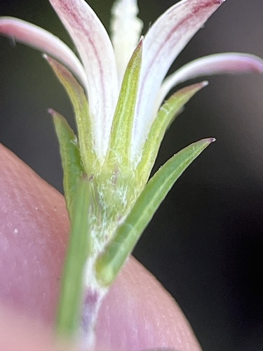 South Coast Capebell (Wahlenbergia cinerea)