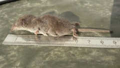 Crocidura suaveolens