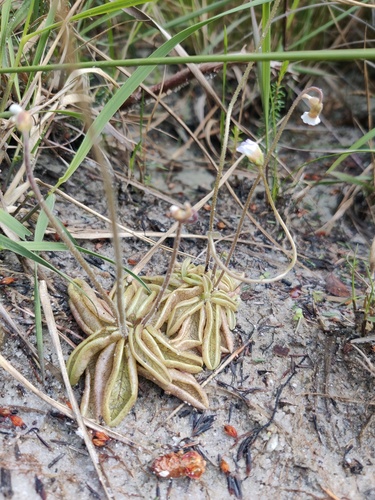 Pinguicula lusitanica