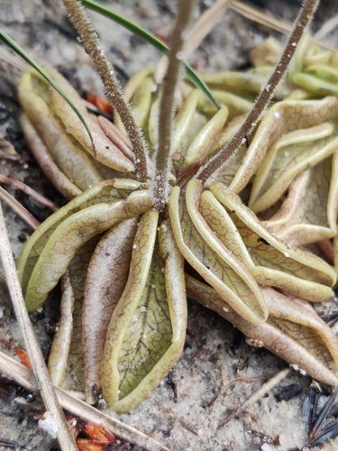 Pinguicula lusitanica