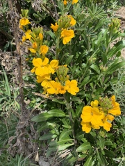 Erysimum × cheiri