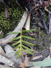 Pleopeltis orientalis