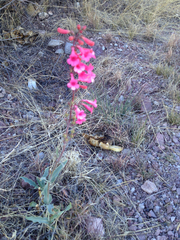 Penstemon parryi