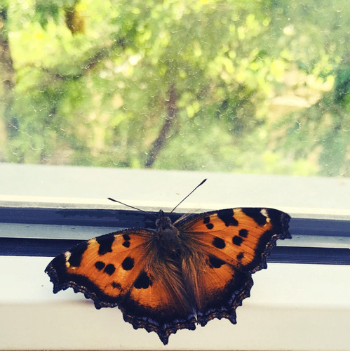 Scarce Tortoiseshell, Rue du President Kennedy, Le Petit-Quevilly, Normandie, FR, photo 5 of 10