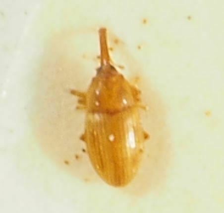 Elaeidobius subvittatus