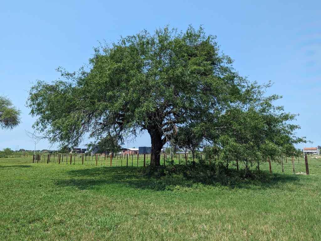Prosopis fiebrigii Harms