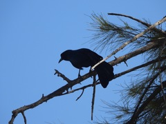 Quiscalus mexicanus