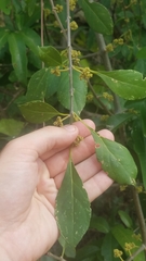 Pisonia aculeata image