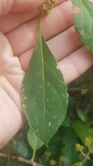 Pisonia aculeata image
