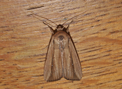 Leucania stenographa