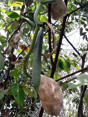 Vanilla planifolia