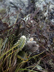 Pleopeltis bombycina