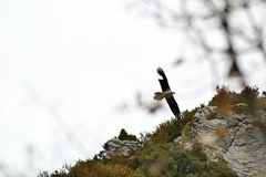 Gypaetus barbatus barbatus