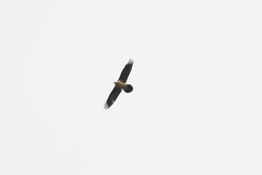 Gypaetus barbatus barbatus
