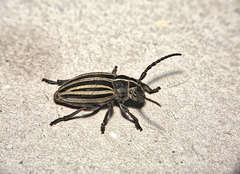 Dorcadion scopolii