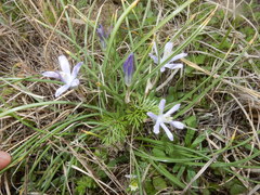 Androstephium coeruleum