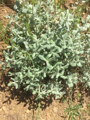 Hazardia squarrosa grindelioides