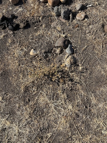 iNaturalist observation photo of Dicots