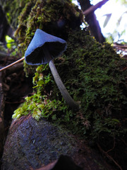 Entoloma hochstetteri