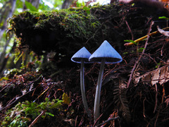 Entoloma hochstetteri
