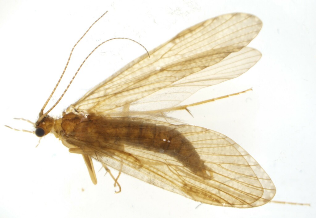 Rhyacophila aurata