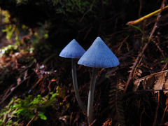 Entoloma hochstetteri