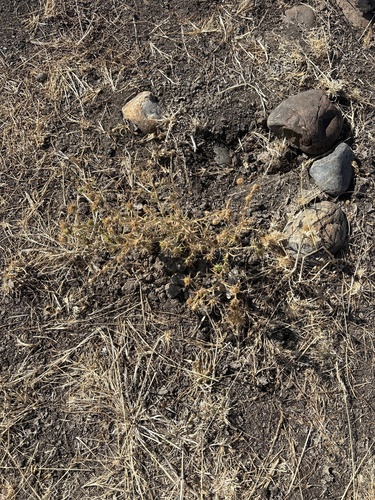 iNaturalist observation photo of Spikeweeds