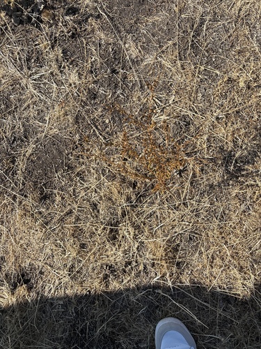 iNaturalist observation photo of Dicots