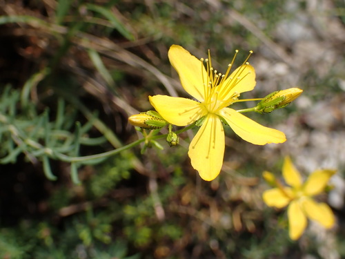 Image of Heath-Leaved St John's-Wort (Hypericum coris) by (c) Milan Chytrý, some rights reserved (CC BY)