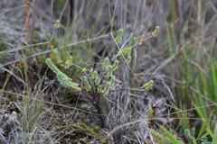 Pimelea urvilleana