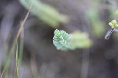 Pimelea urvilleana
