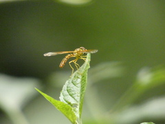 Nuntianus