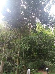 Melicoccus bijugatus