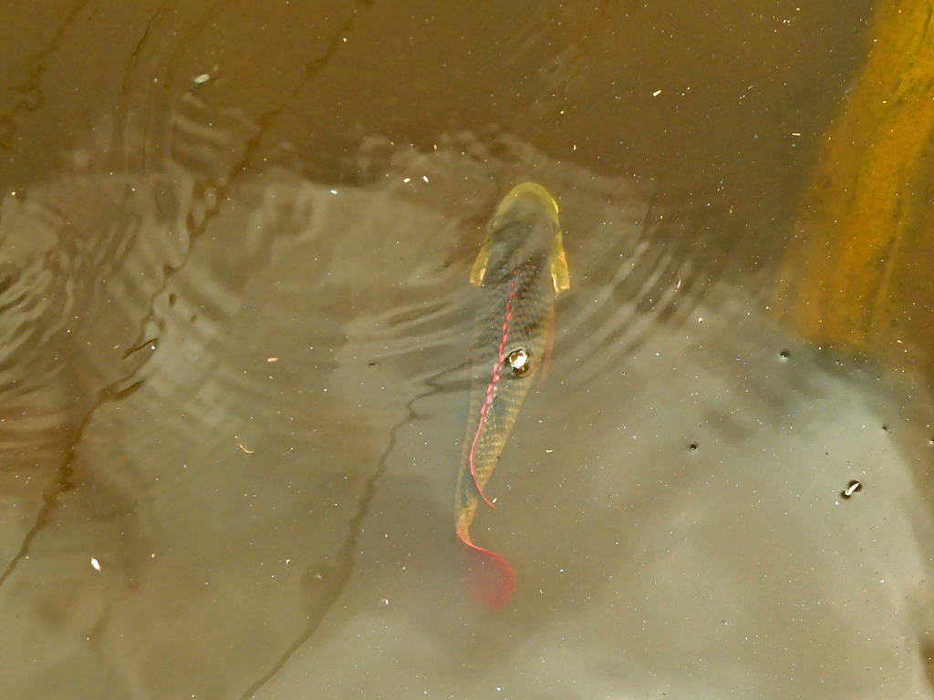 Mozambique Tilapia from Brisbane Queensland, Australie on January 11