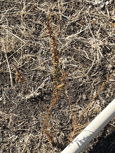 iNaturalist observation photo of Dicots