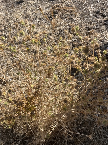 iNaturalist observation photo of Thistles and Allies