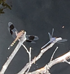 Erythrodiplax umbrata