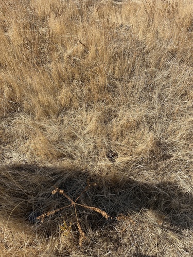 iNaturalist observation photo of flowering plants