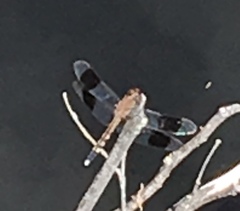 Erythrodiplax umbrata