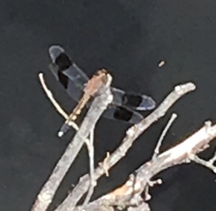 Erythrodiplax umbrata