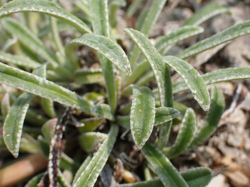 Image of Saxifraga callosa by (c) Milan Chytrý, some rights reserved (CC BY)